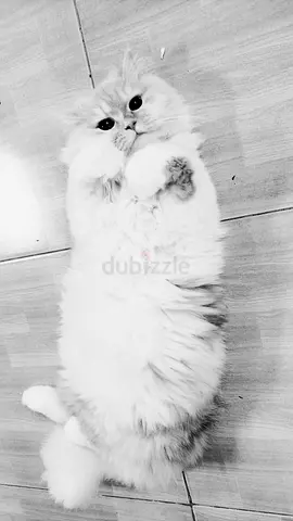 5 year old cat for adoption