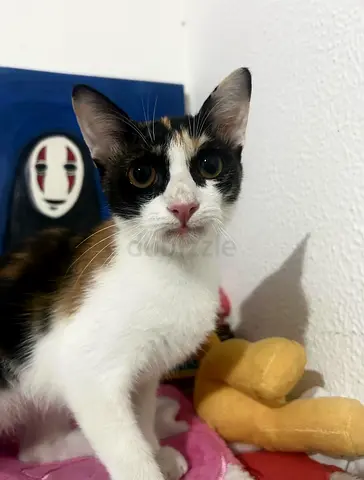 Cute kiko Looking for a Loving Home