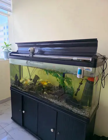Large Aquarium with external motor,auto feeder,live rocks and accessories