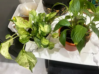 Indoor Potted Plants for Sale