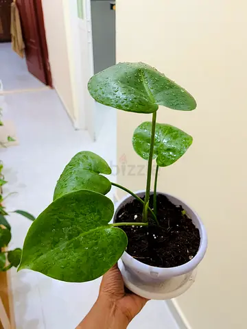 Indoor Potted Plant with Heart-Shaped Leaves
