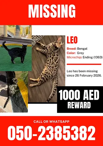 Lost Cat