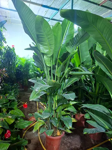 Beautiful bird of paradise Indoor Plants for Your Home