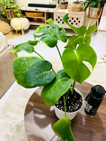 Indoor Monstera Deliciosa Plant in Decorative Pot