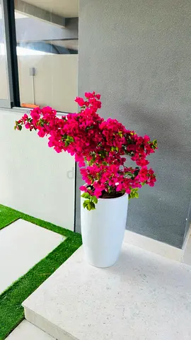 Beautiful Potted Bougainvillea