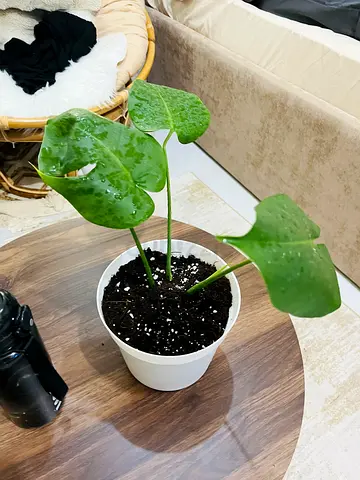 Monstera deliciosa