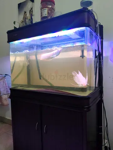 Large Aquarium with Fish and tank food supplement filter