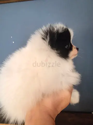 Mini mini puppy is looking for a new home