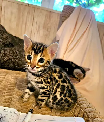 Adorable Bengal Kitten Looking for a Loving Home