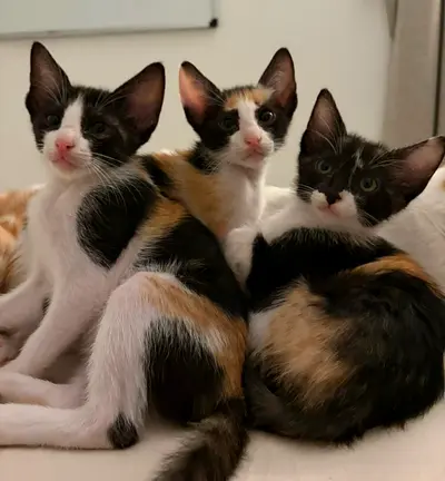 Kittens ready for free adoption