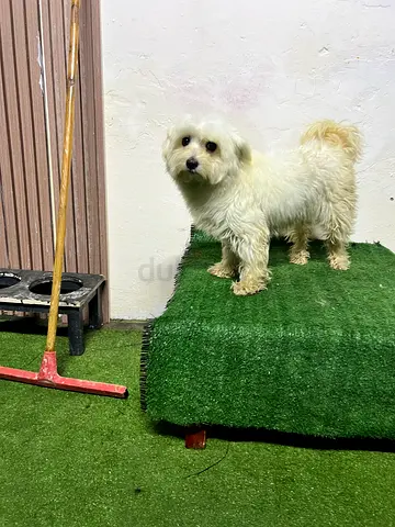 Cute Small White Dog for Adoption