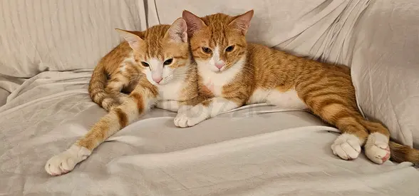 Two Playful Tabby Kittens Looking for a new Home