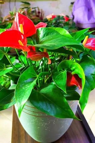 Anthurium indoor plant for sale
