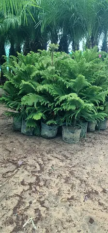 Beautiful Aroceria / Christmas tree