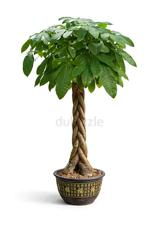 Pachira Aquatica (Money Tree) Braided Trunk Indoor Plant – Lucky Feng Shui Plant for UAE Homes