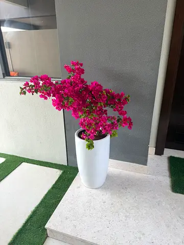 Indoor/Outdoor Decorative Planter with Bougainvillea