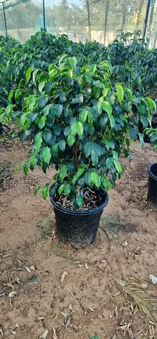 Ficus Benjabina
