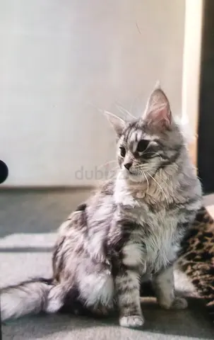 Beautiful Maine $%! Cat Looking for a Loving Home