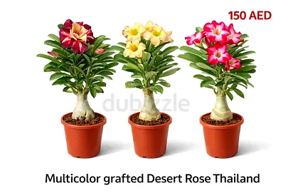 Multicolor Grafted Desert Rose (Thailand) | Adenium Obesum Outdoor Plant | Rare Double Bloom | UAE C