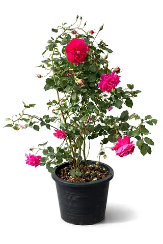 Premium Outdoor Pink Rose Plant – 18L Pot | Flowering Garden Rose | 65 AED