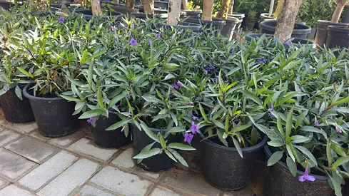 Ruellia blu Flowering plant