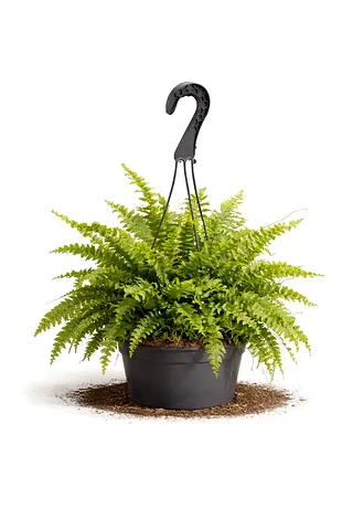 Boston Fern (Nephrolepis Exaltata) Hanging Basket Plant – Lush Indoor  Balcony Plant for UAE Homes