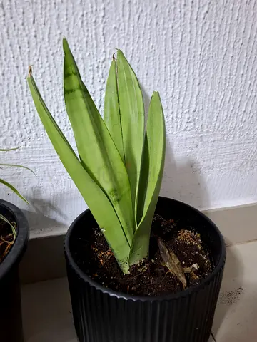 Indoor Plant in Stylish Pot