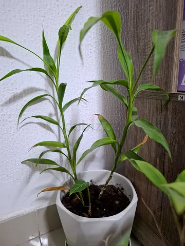 Indoor Potted Plant