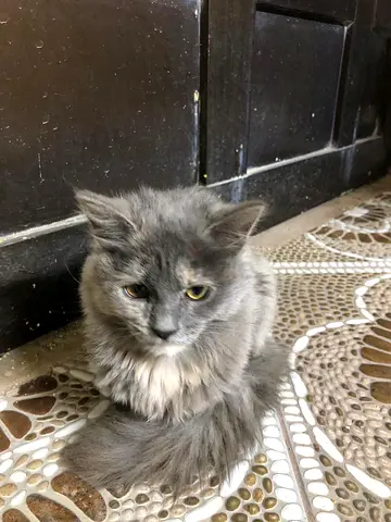 Found a cat in Al Rumailah, Ajman