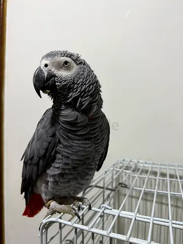 Lost our african grey in  al nahda 2
