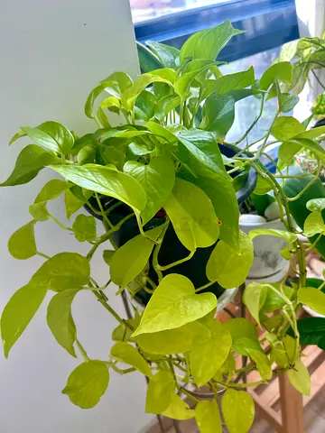 Pothos plant and Snake plant for sale