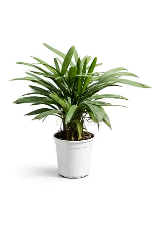 Rhapis Excelsa (Lady Palm) Indoor Plant in Pot – Elegant Air-Purifying Palm for UAE Homes  Offices