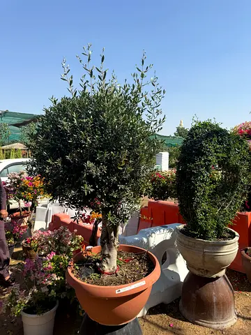 Stylish Indoor Olive Tree for Home Decor