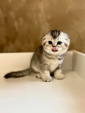 Adorable Scottish Fold Kitten Ready for Adoption