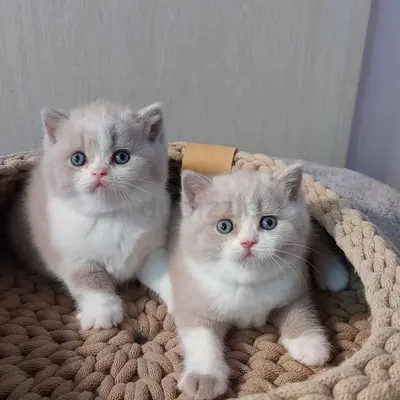 Adorable Kitten Looking for a Loving Home