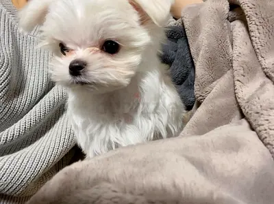 Adorable Small White Maltese Puppy Looking for a Loving Home