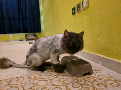 Cute Cat Looking for a Home