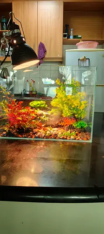 Beautiful Decorative Turtle Aquarium with Plants, UV Light, Heater  Filter