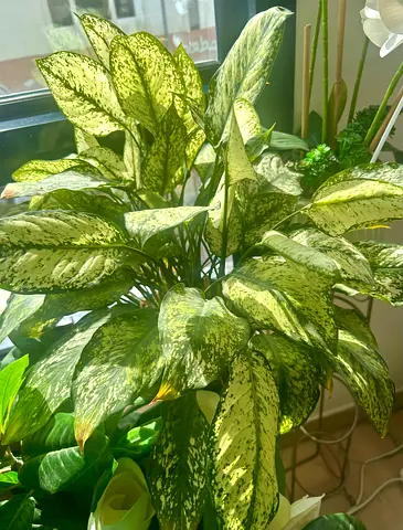 Aglaonema plant and snake plant for sale