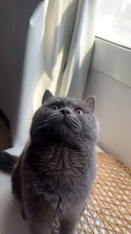 شعبةالوطاه العين