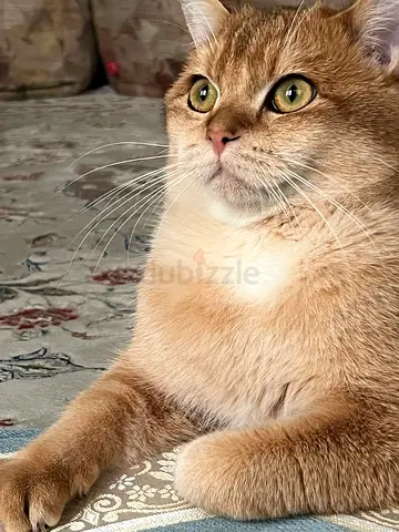 Male Cat for Adoption