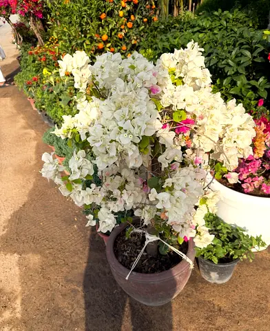 Bougainvillea Pearl White