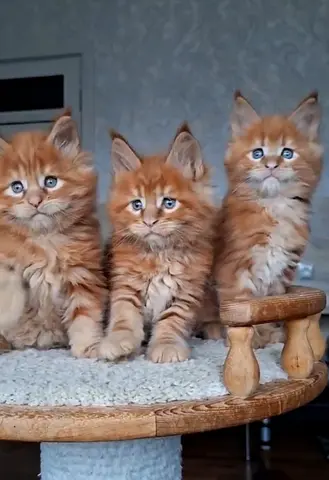 Mainecoon kittens for adoption