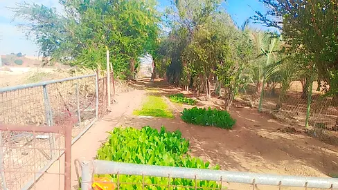 🌿 للبيع مزرعة مميزة – الفلح / المعلا 🌿
