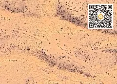 Residential Plot for Sale | 2,837 sq ft | Main Road | Near Public Park | Al Metraq – Sharjah | AED