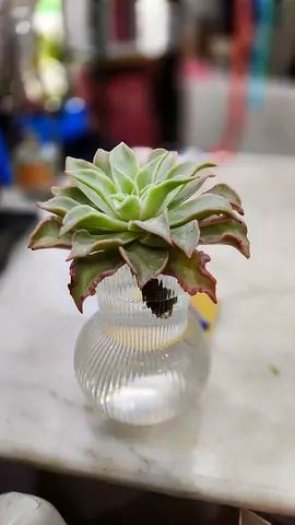 Succulent Plant indoor