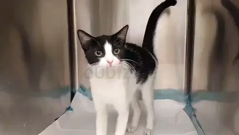 cute cat for Adoption