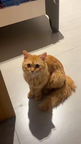 Free adoption kitten