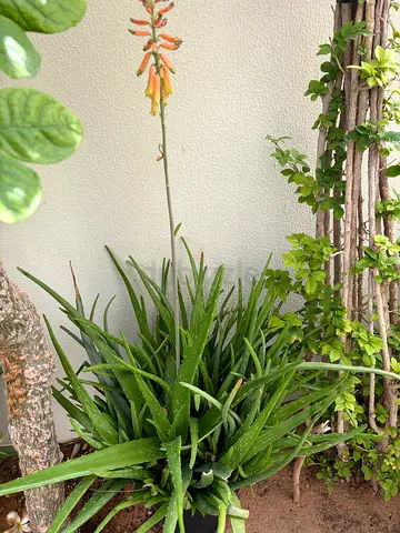 Potted Indoor Plants - Greenery for Your Home . tomatoes plant