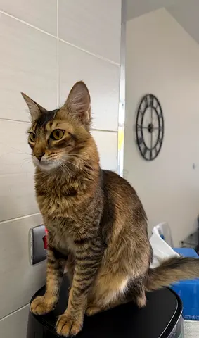 ( Pets ) cat for free adoption